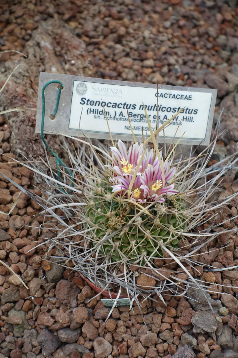 Stenocactus multicostatus