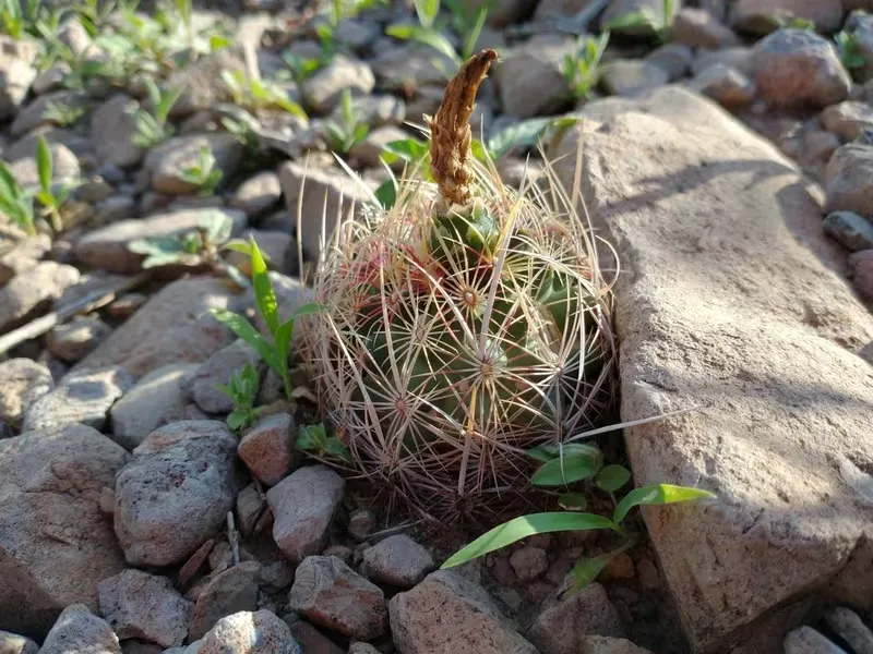 Thelocactus bicolor