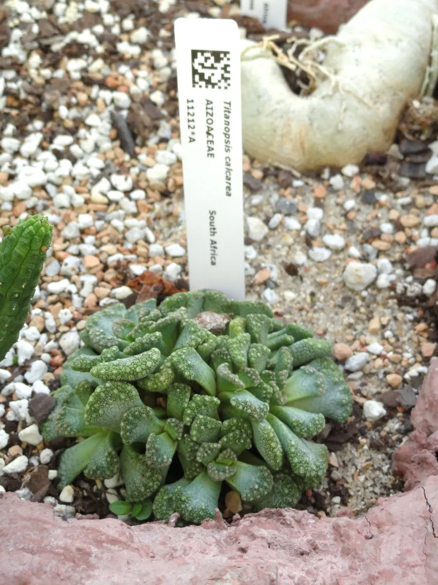 Titanopsis calcarea