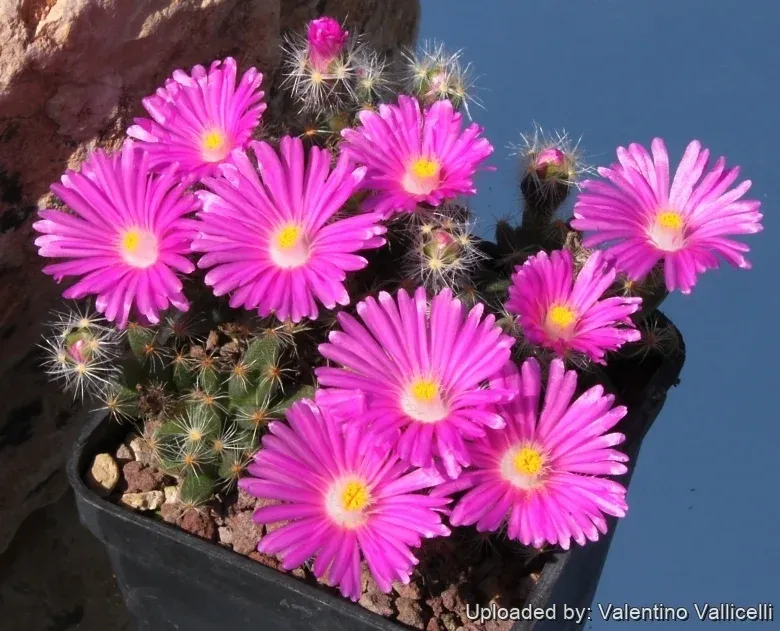 Trichodiadema densum