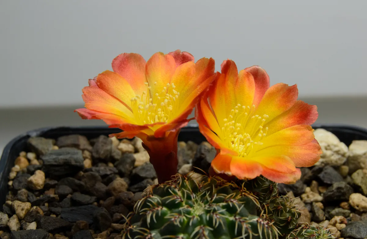 Weingartia canigueralii